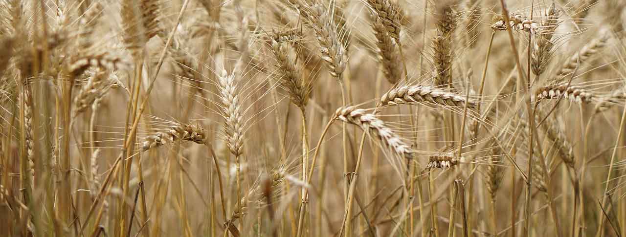 wheat-field