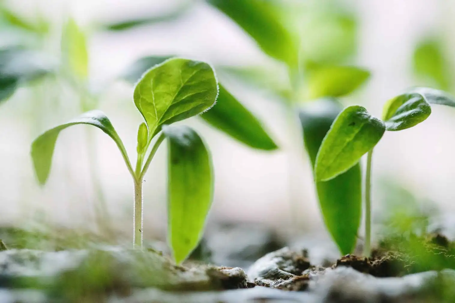 Wie verändert grüne Energie die Landschaft und den Naturschutz?